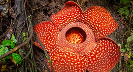 פוטו הפרחים המוזרים בעולם אינדונזיה Rafflesia arnoldii, צילום: שאטרסטוק