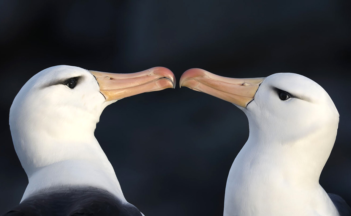 צילום: Joshua Galicki / Audubon Photography Awards צילום: Joshua Galicki / Audubon Photography Awards