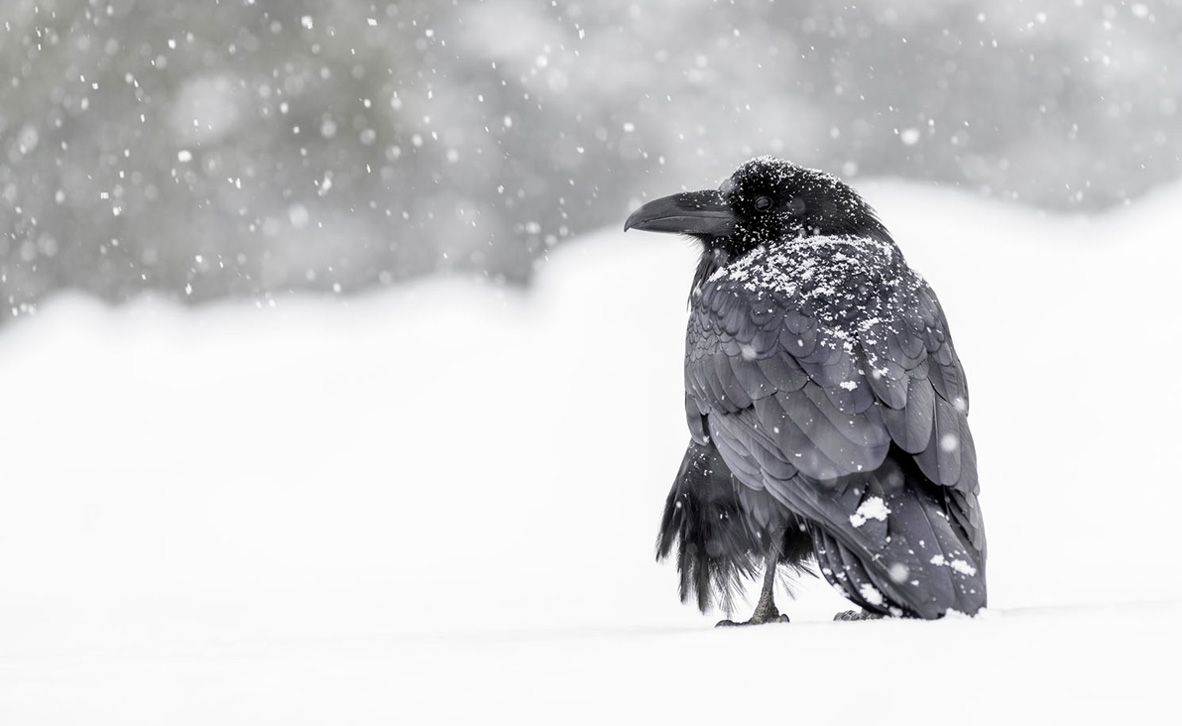 צילום: Khurram Khan / Audubon Photography Awards צילום: Khurram Khan / Audubon Photography Awards