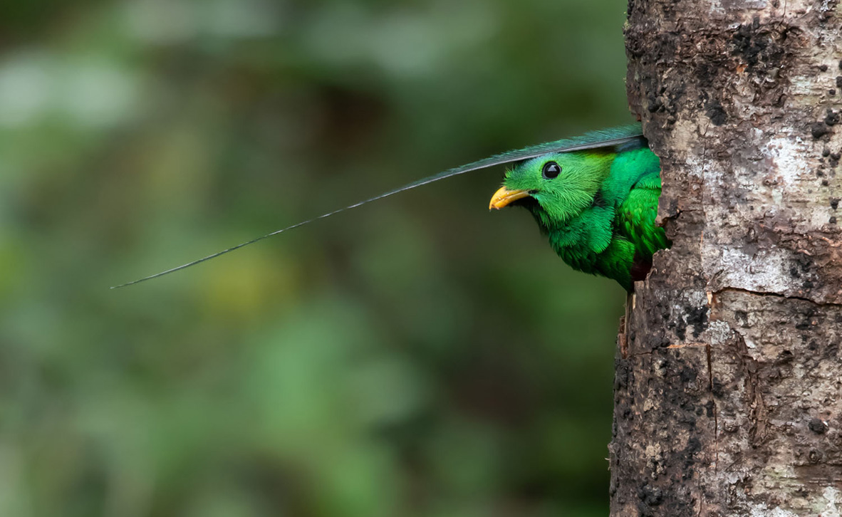 צילום: Corey Raffel / Audubon Photography Awards צילום: Corey Raffel / Audubon Photography Awards