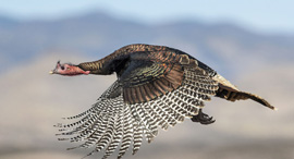 פוטו תחרות צילומי ציפורים Wild Turkey, צילום: David Bates / Audubon Photography Awards