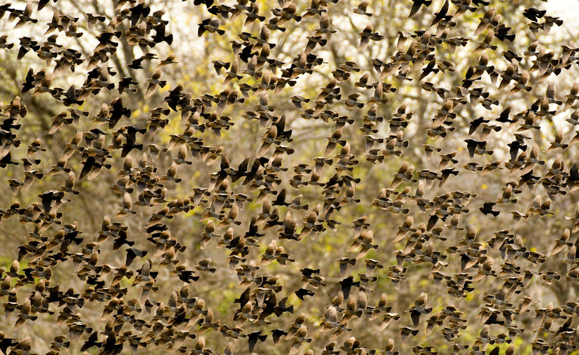 צילום: Tobias Yoder / Audubon Photography Awards צילום: Tobias Yoder / Audubon Photography Awards