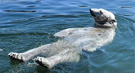 פוטו יולי חם התחממות כדור הארץ דב גן חיות Gelsenkirchen גרמניה, צילום: איי פי