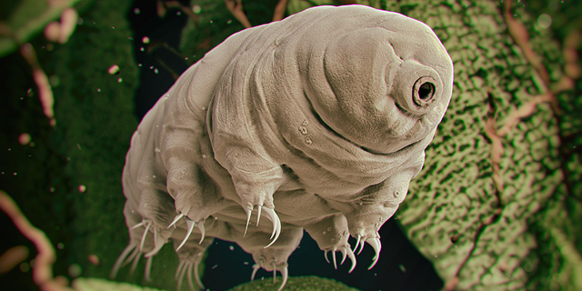 Beresheet May Have Unleashed a Horde of Water Bears on the Moon, Report Says