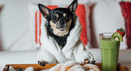 כלב כלבים מבקר מלון Hotels.com , צילום: Hotels.com