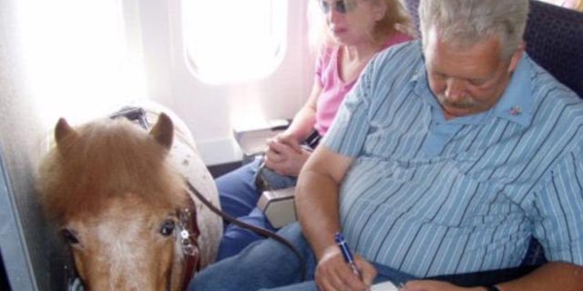 מסוס פוני ועד כלב פיטבול: תראו אילו חיות ניתן להעלות לטיסה בארה&quot;ב