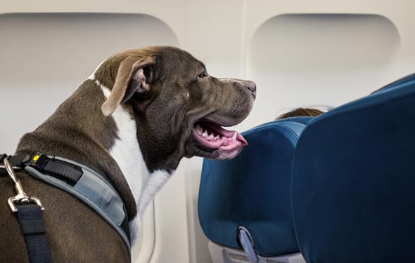 כלב פיטבול בטיסה, צילום: גטי אימג