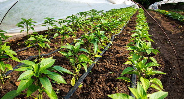 Irrigation. Photo: Shutterstock Irrigation. Photo: Shutterstock