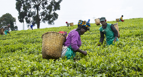 Tea farmers in Rwanda. Photo: Shutterstock