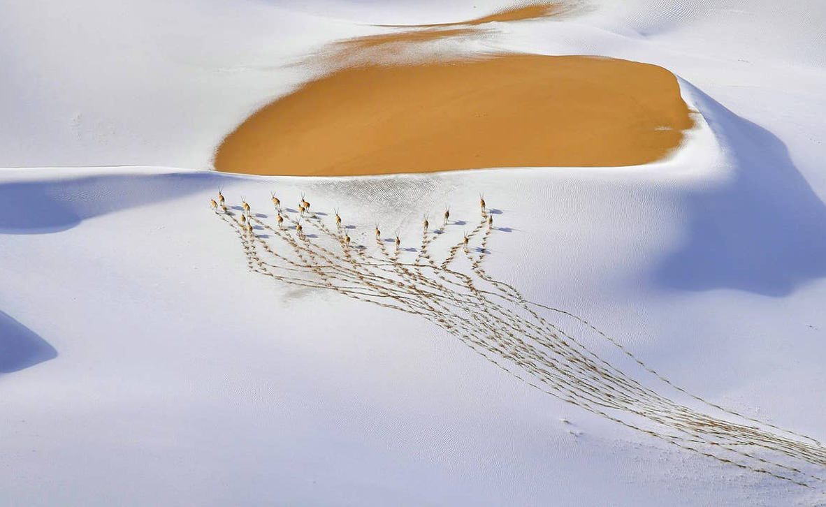 צילום: Shangzhen Fan / WILDLIFE PHOTOGRAPHER OF THE YEAR 2019 WINNERS צילום: Shangzhen Fan / WILDLIFE PHOTOGRAPHER OF THE YEAR 2019 WINNERS