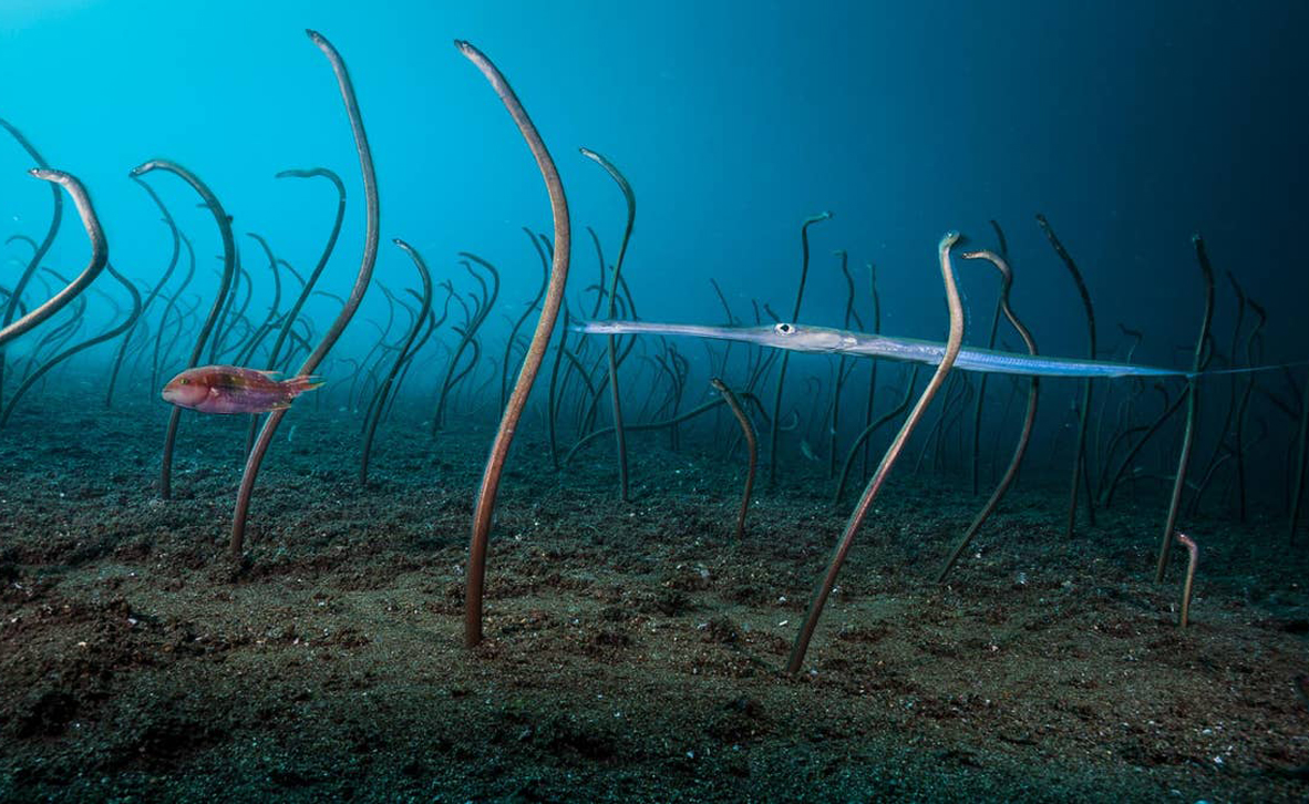 צילום: David Doubilet / WILDLIFE PHOTOGRAPHER OF THE YEAR 2019 WINNERS צילום: David Doubilet / WILDLIFE PHOTOGRAPHER OF THE YEAR 2019 WINNERS