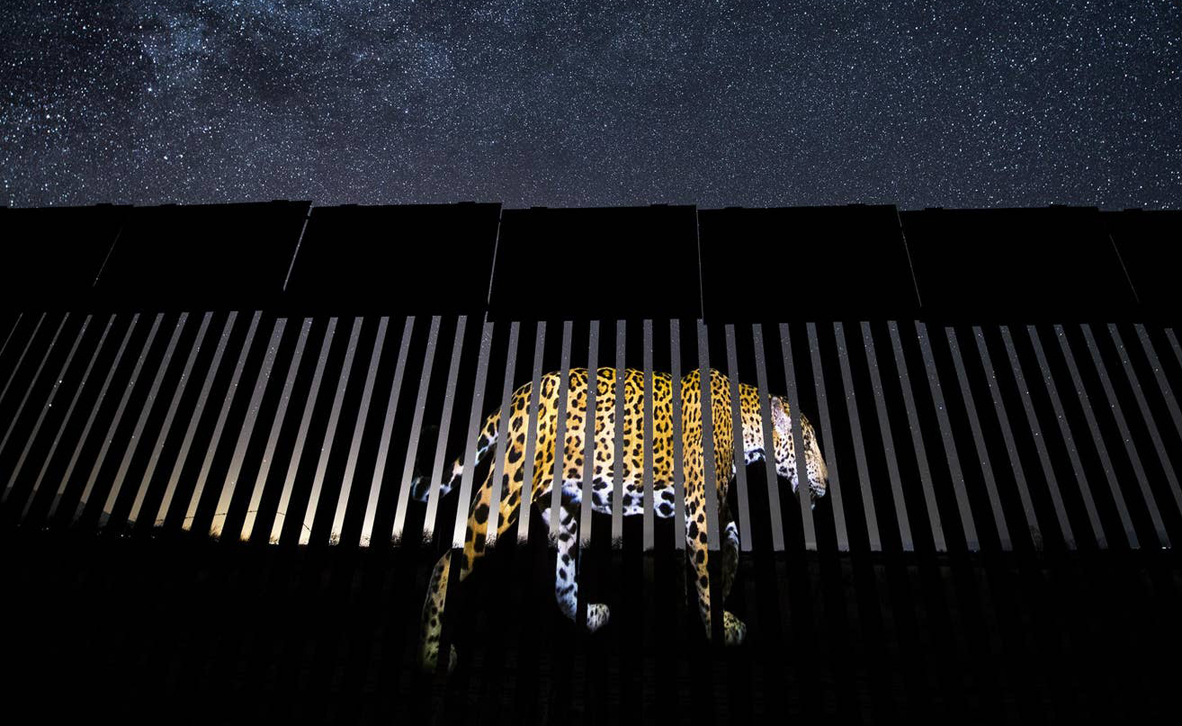 צילום: Alejandro Prieto / WILDLIFE PHOTOGRAPHER OF THE YEAR 2019 WINNERS צילום: Alejandro Prieto / WILDLIFE PHOTOGRAPHER OF THE YEAR 2019 WINNERS