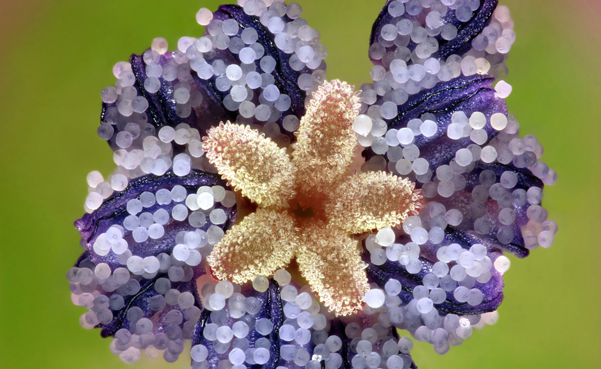 צילום: Frederic Labaune / Nikon Small World 2019 צילום: Frederic Labaune / Nikon Small World 2019