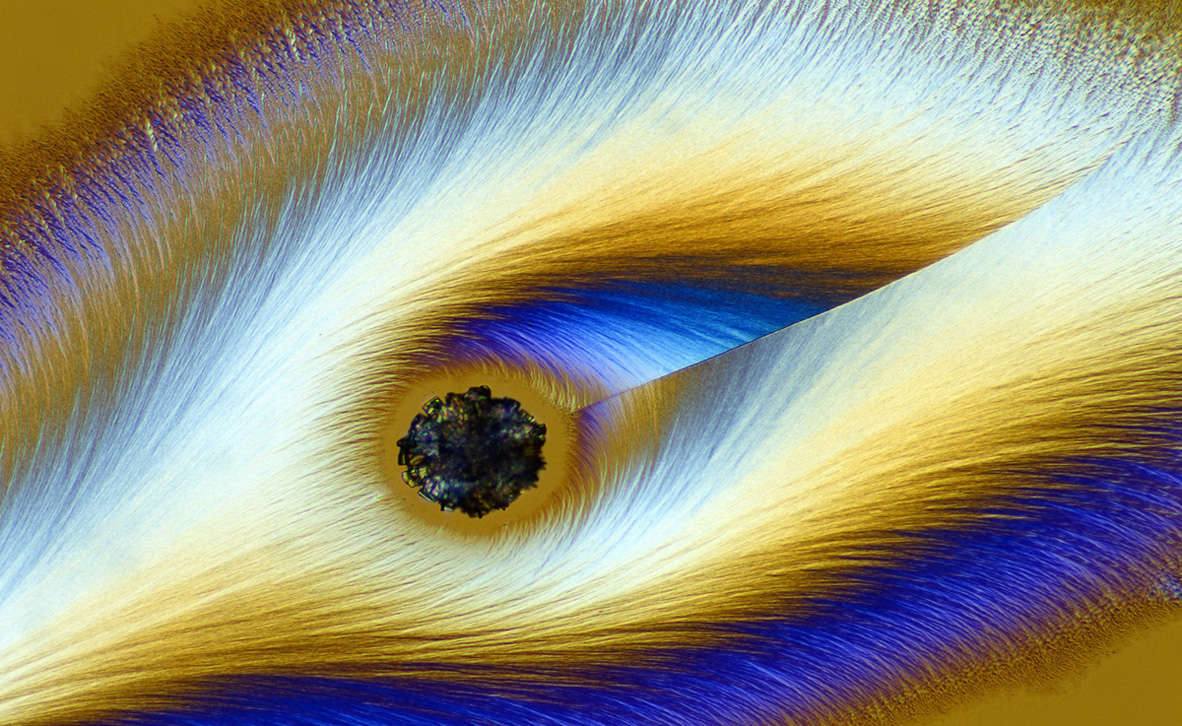 צילום: karl deckart / Nikon Small World 2019 צילום: karl deckart / Nikon Small World 2019