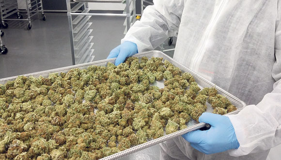 קנאביס , צילום: צלי גרינברג