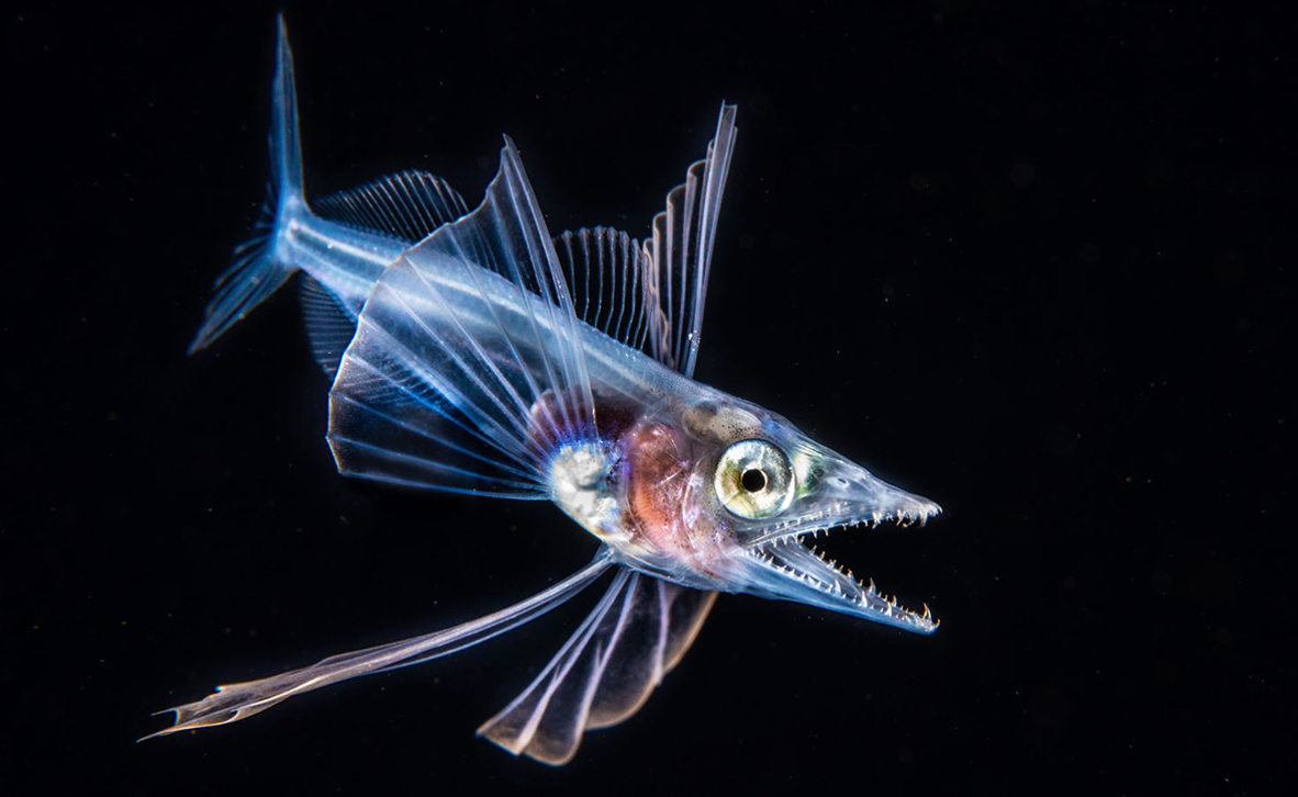 צילום: Fabien Michenet / Ocean Art צילום: Fabien Michenet / Ocean Art