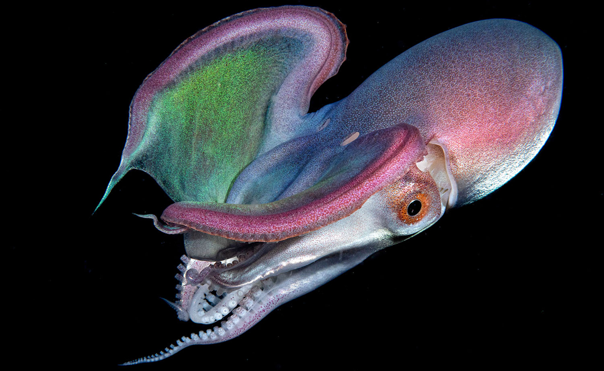 צילום: Paolo Bausani / Ocean Art צילום: Paolo Bausani / Ocean Art