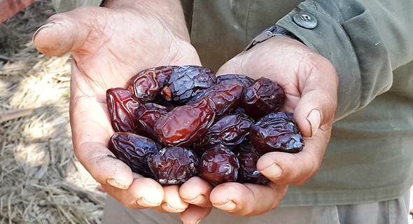 Medjool dates. Photo: Booki Glasner Medjool dates. Photo: Booki Glasner