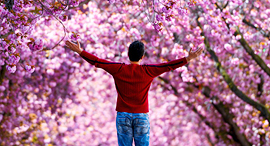  פריחת דובדבן בגרמניה, צילום: איי אף פי