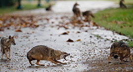 פוטו קרב תנים  פארק הירקון קורונה, צילום: Oded Balilty / AP