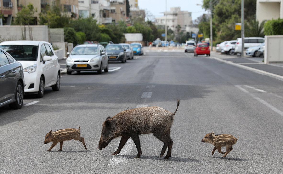 צילום: אביר סולטן / EPA צילום: אביר סולטן / EPA