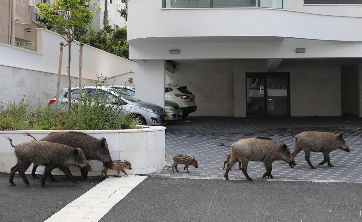 צילום: אביר סולטן / EPA צילום: אביר סולטן / EPA