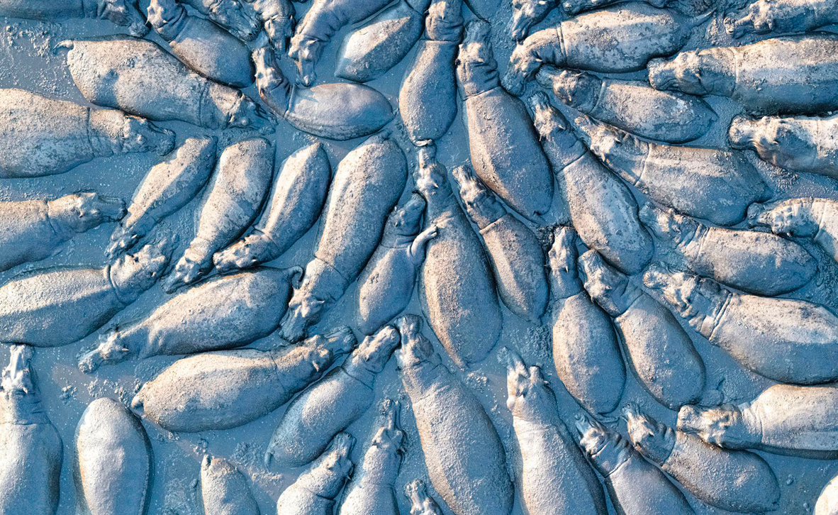 צילום: Talib Almarri / BigPicture Natural World Photography Competition צילום: Talib Almarri / BigPicture Natural World Photography Competition