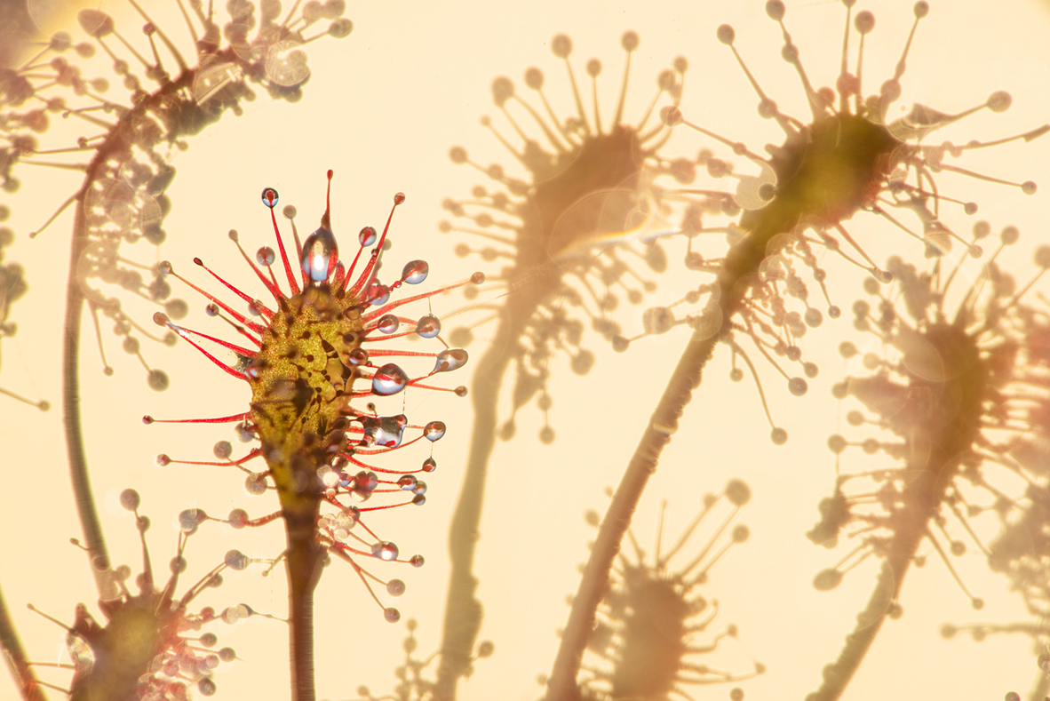 קרדיט: Edwin Giesbers / BigPicture Photography Competition קרדיט: Edwin Giesbers / BigPicture Photography Competition