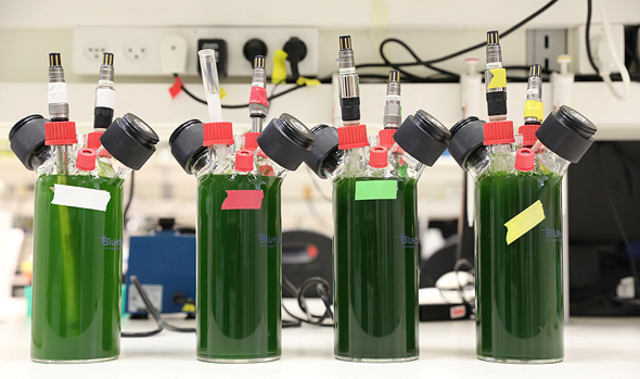 Plants as a source of energy. Photo: Iftach Yacoby Plants as a source of energy. Photo: Iftach Yacoby