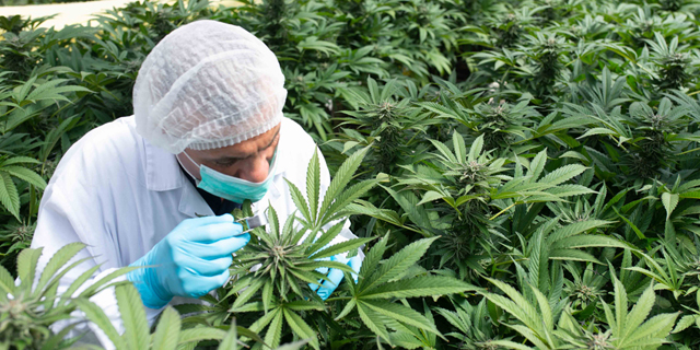 Israeli cannabis company shares surge following temporary export approval 