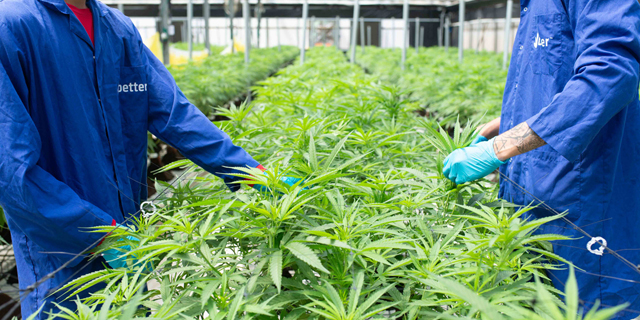 Can cannabis really help in fight against Covid-19 and how did Israeli tech startups raise &#036;2.5 billion?