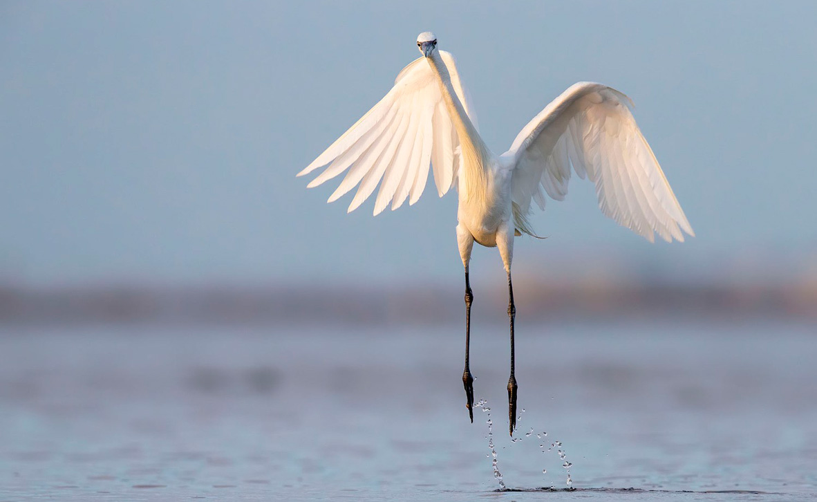 צילום: Tim Timmis / 2020 Audubon Photography Awards צילום: Tim Timmis / 2020 Audubon Photography Awards