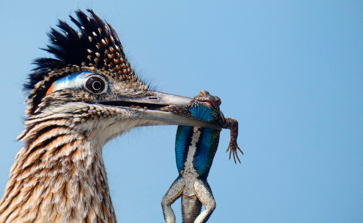 Christopher Smith / 2020 Audubon Photography Awards Christopher Smith / 2020 Audubon Photography Awards