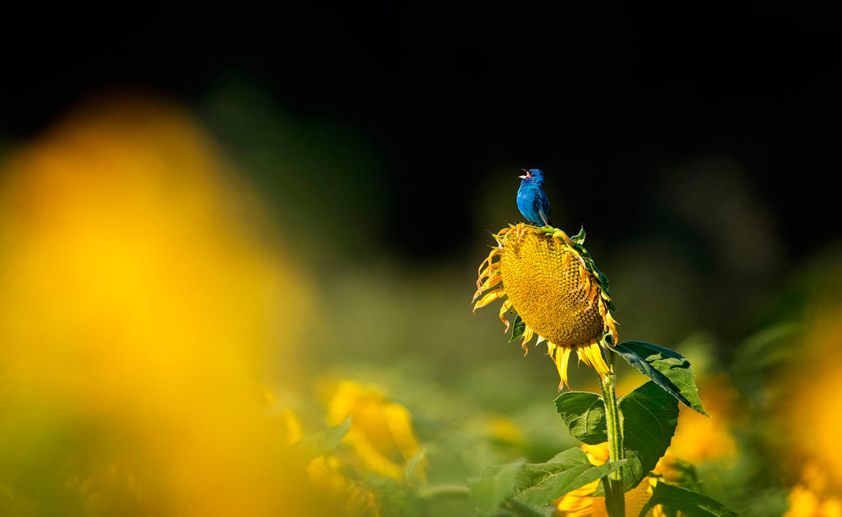צילום: Scott Suriano / 2020 Audubon Photography Awards צילום: Scott Suriano / 2020 Audubon Photography Awards
