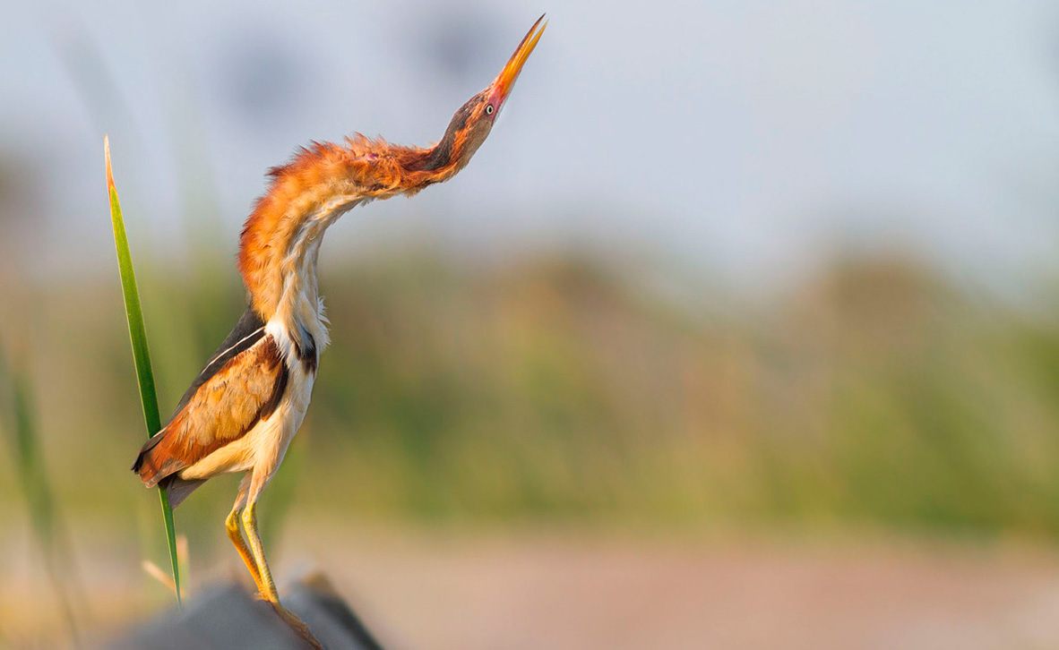 צילום: Davey Walters / 2020 Audubon Photography Awards צילום: Davey Walters / 2020 Audubon Photography Awards
