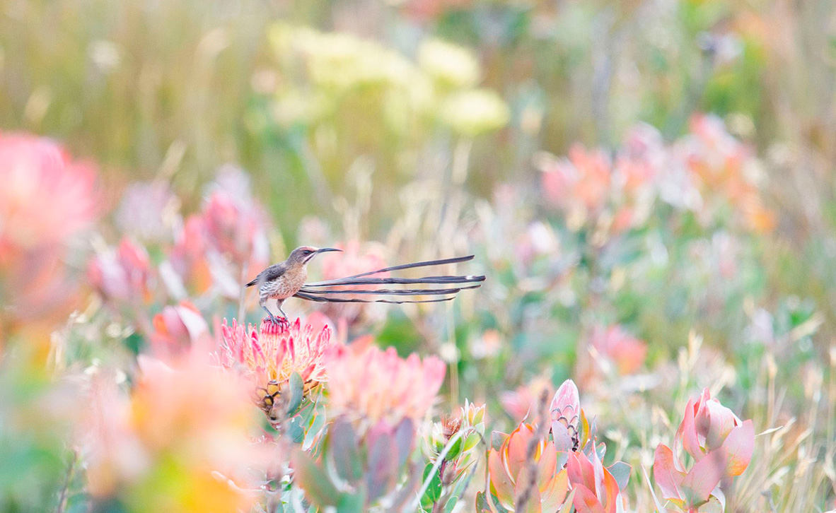 צילום: Cameryn Brock / 2020 Audubon Photography Awards צילום: Cameryn Brock / 2020 Audubon Photography Awards