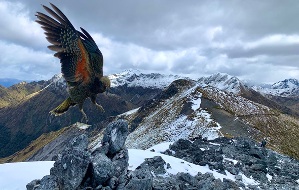 תצלום זוכה בתחרות הצילום של אפל -  תוכי קיא בפארק הלאומי Fiordland שבניו זילנד