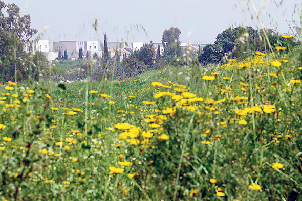 פרדס חנה. גובלת בשטח תוכנית פרדס חנה. גובלת בשטח תוכנית
