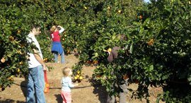 פרדס, צילום: יואב בן ארצי