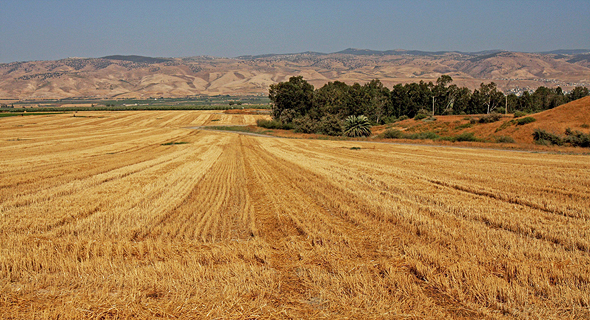 שטח חקלאי בבקעת הירדן שטח חקלאי בבקעת הירדן