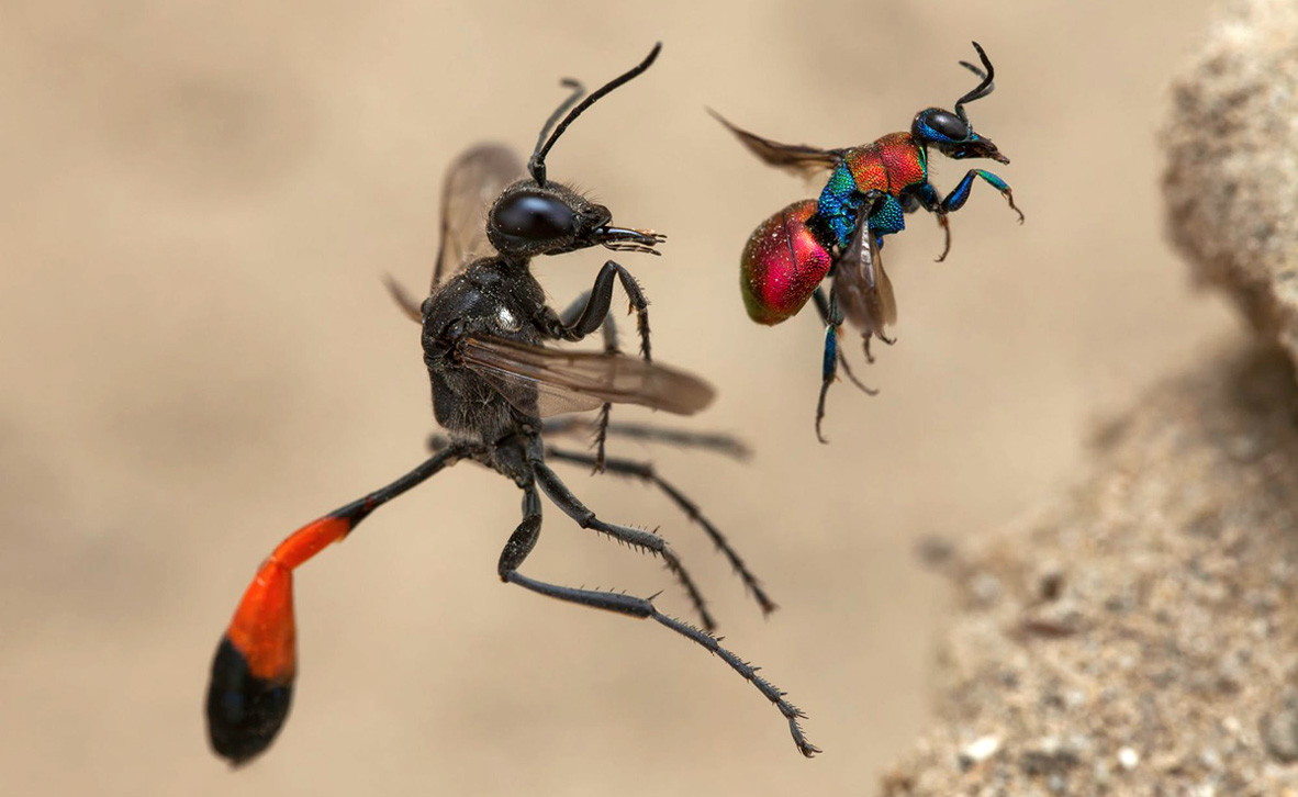 Frank Deschandol / Wildlife Photographer of the Year Frank Deschandol / Wildlife Photographer of the Year