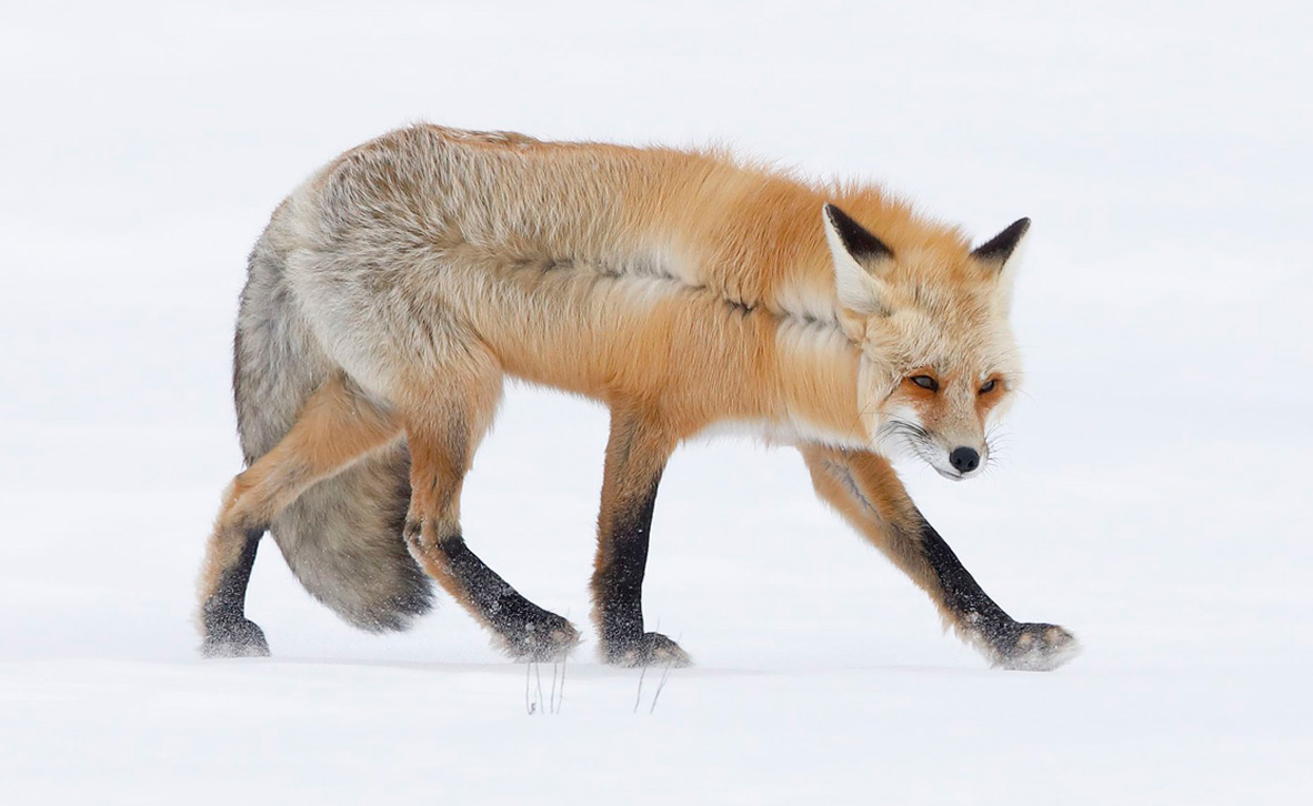 צילום: ohn Blumenkamp / Wildlife Photographer of the Year צילום: ohn Blumenkamp / Wildlife Photographer of the Year