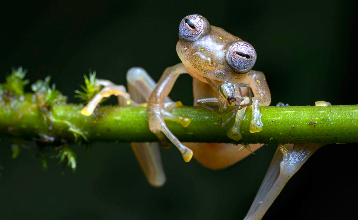 צילום: Jaime Culebras / Wildlife Photographer of the Year צילום: Jaime Culebras / Wildlife Photographer of the Year