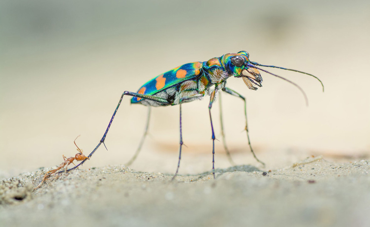 צילום: Ripan Biswas / Wildlife Photographer of the Year צילום: Ripan Biswas / Wildlife Photographer of the Year