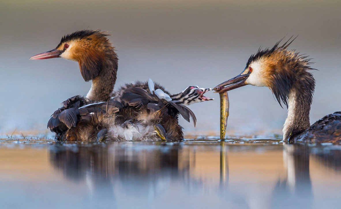צילום: Jose Luis Ruiz Jiménez / Wildlife Photographer of the Year צילום: Jose Luis Ruiz Jiménez / Wildlife Photographer of the Year