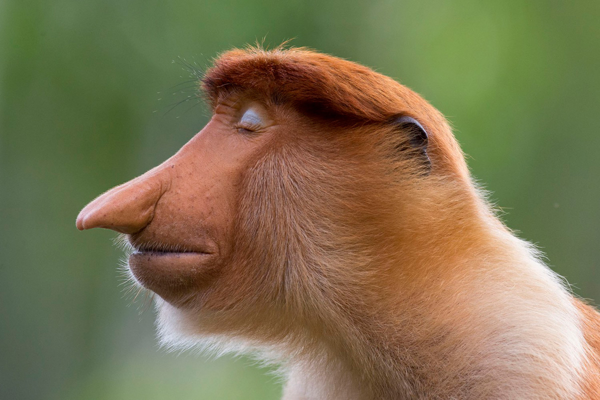 צילום: Mogens Trolle / Wildlife Photographer of the Year צילום: Mogens Trolle / Wildlife Photographer of the Year
