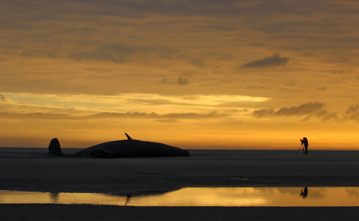 צילום: inaugural Ocean Photography Awards / Jeroen Hoekendijk צילום: inaugural Ocean Photography Awards / Jeroen Hoekendijk