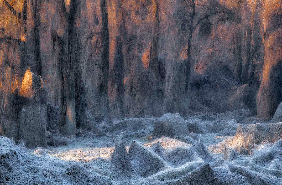 צילום: Stanislao Basileo - NPOTY 202O צילום: Stanislao Basileo - NPOTY 202O