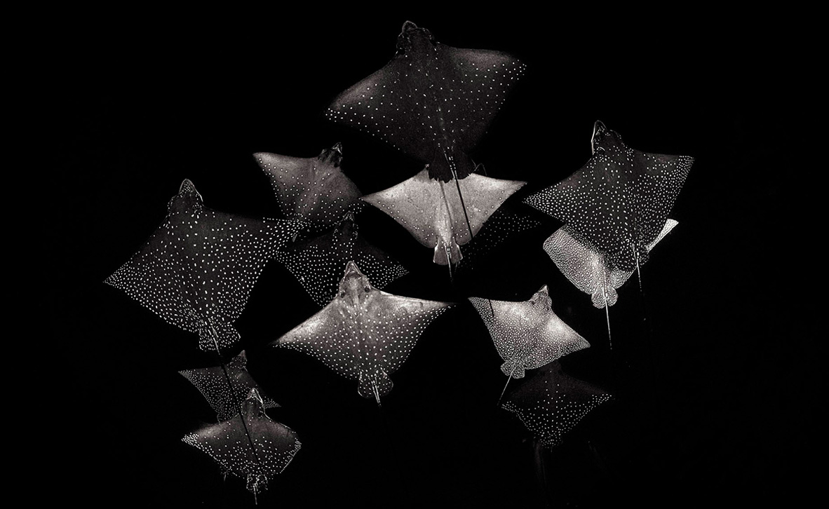 צילום: Henley Spiers צילום: Henley Spiers