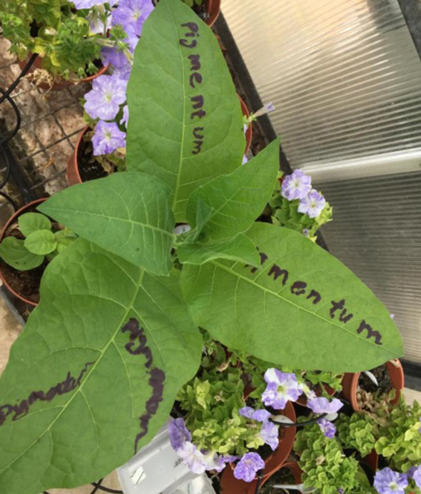 Pigmentum wants to grow healthier plants. Photo: Pigmentum Pigmentum wants to grow healthier plants. Photo: Pigmentum